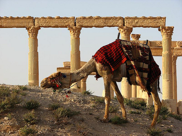 Roman Ruins at Palmyra Image by  reibai via Flickr (CC BY-SA 2.0)