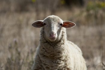 Photo of a sheep