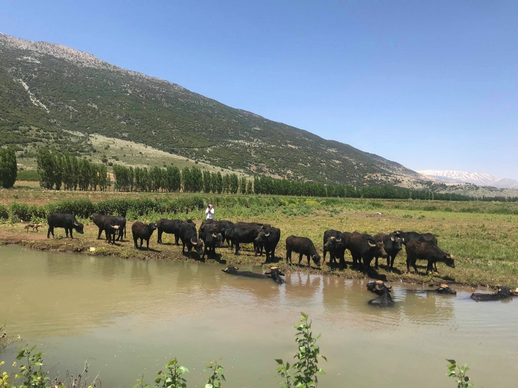 Hiking in the Ammiq Valley Arabic Language Blog