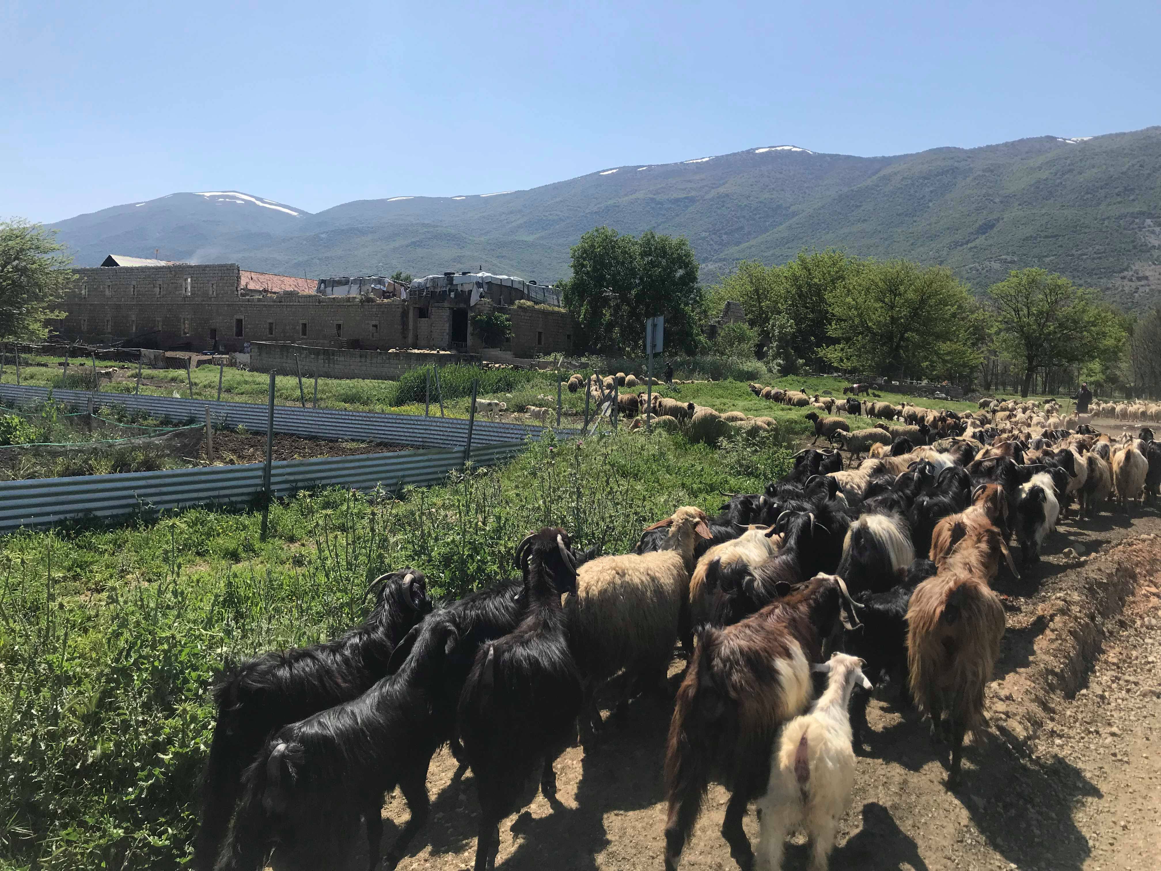 Hiking in the Ammiq Valley Arabic Language Blog