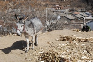 A nice donkey hangin' out in the village.