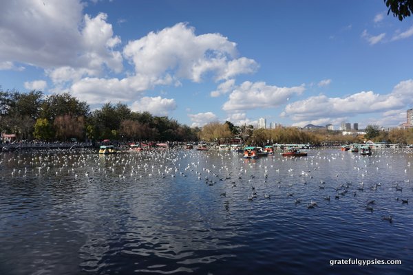 Kunming's famous seagulls.