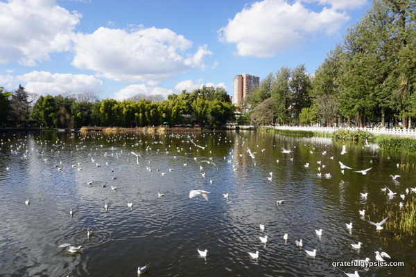 The famous seagulls that flock to Kunming every winter.