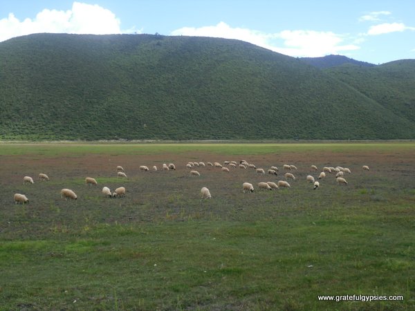 Grazing sheep in the lake bed.
