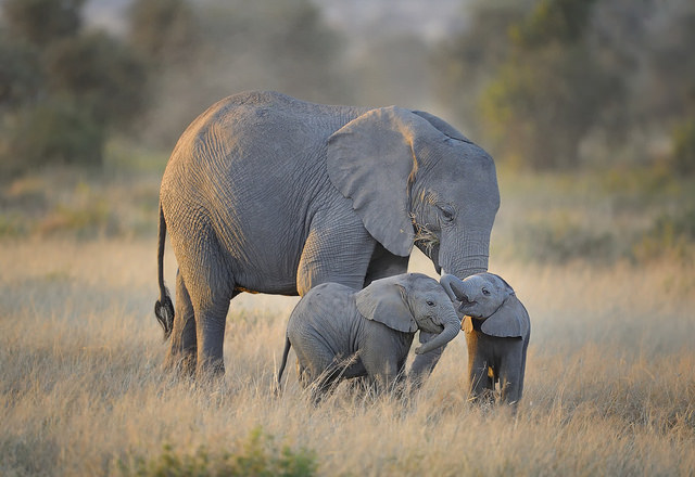 Mother elephant with twins in Kenya. Image by Diana Robinson from flickr.com.