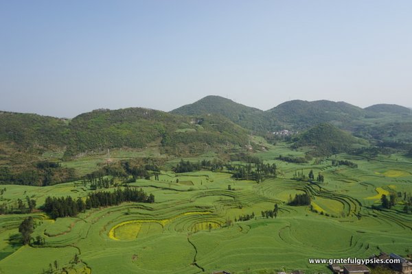 Visiting Luoping - A Sea of Golden Flowers