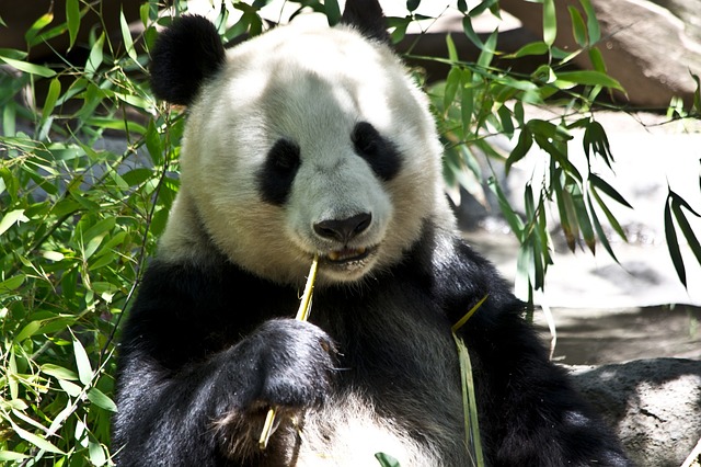 Giant panda breaks out of his Enclosure in front of visitors at Beijing Zoo