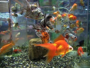 Goldfishs