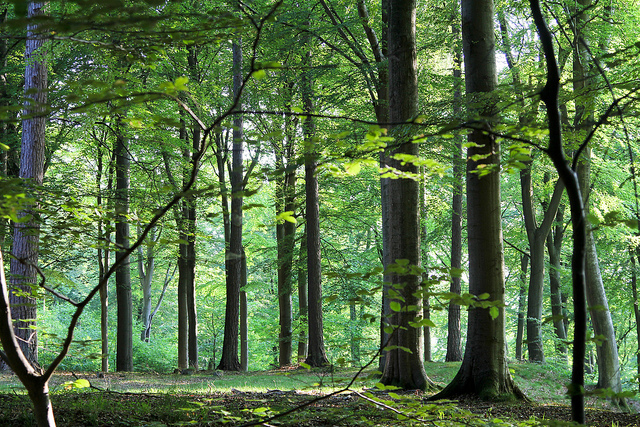 dom løn forkorte Trees of Denmark | Danish Language Blog