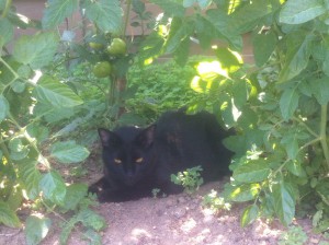Our cat Mona enjoying the shade of our tomato plans during the heatwave.