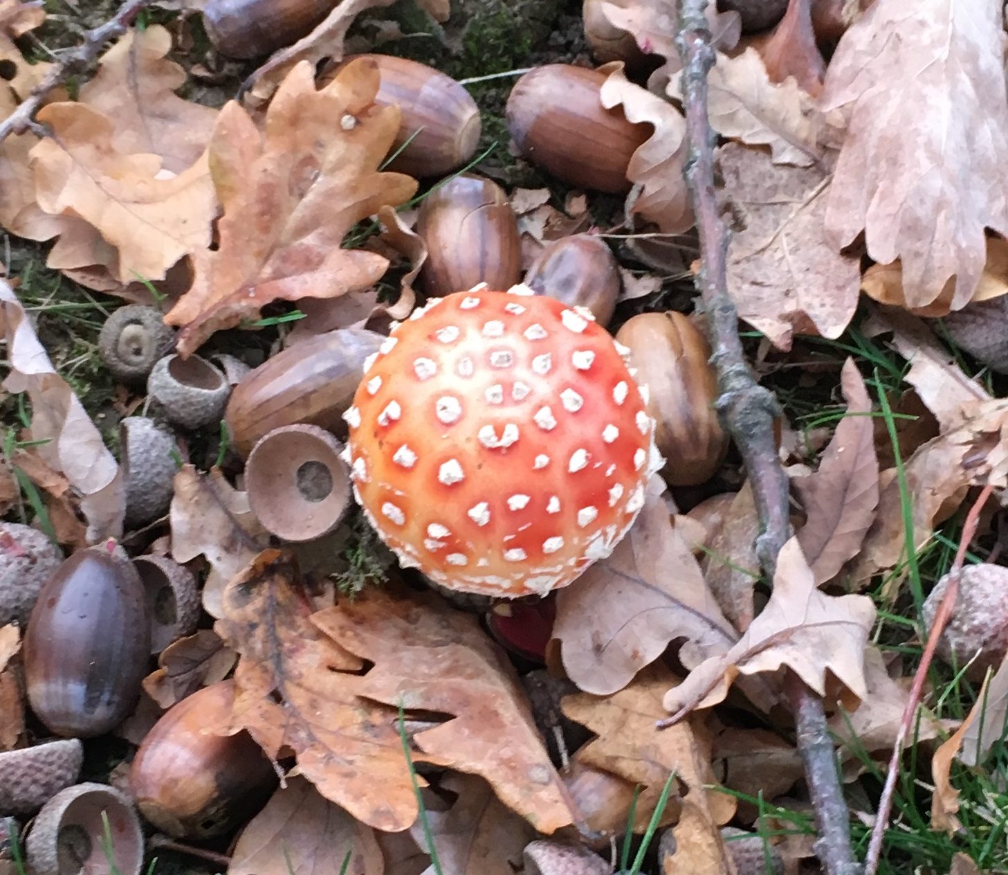 Mushroom Season in the Netherlands Dutch Language Blog