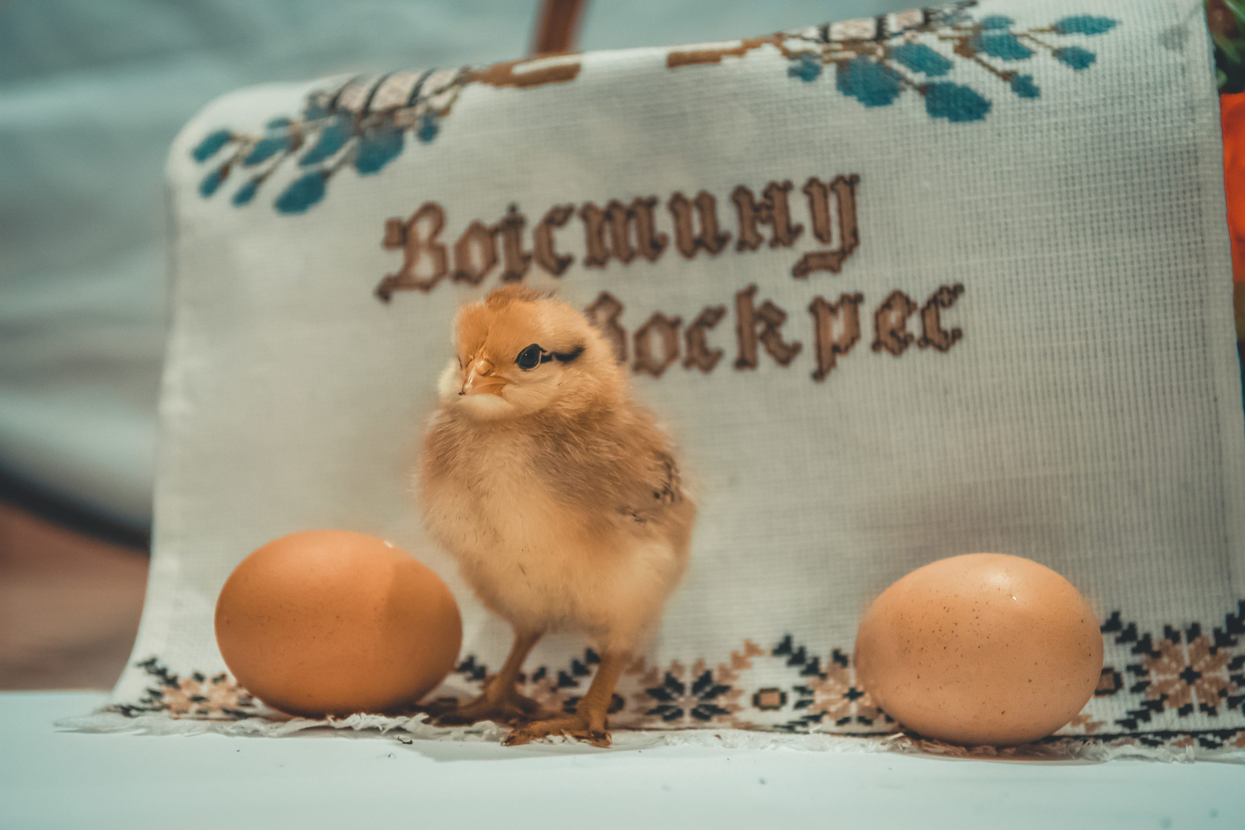 Dutch Idioms Little Egg Chicken Windei Wind Egg