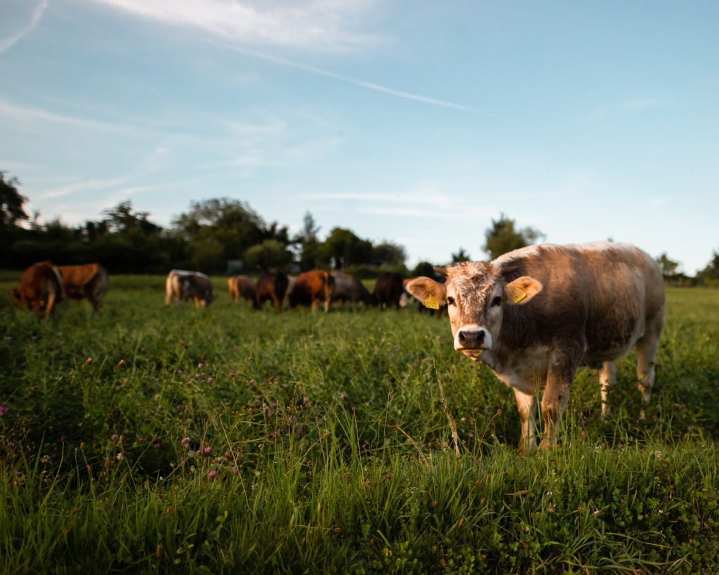 Dutch Idioms Cow Stealing Animals