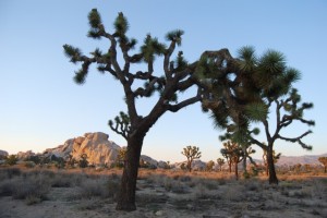 Yucca brevifolia, also known as a Joshua Tree.