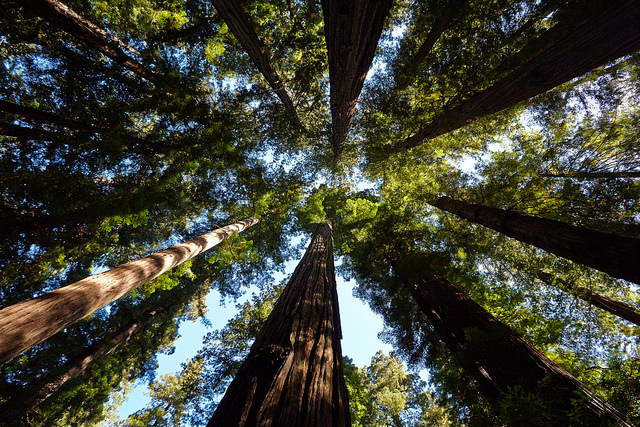Redwood trees.