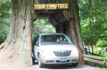 Drive-thru redwood tree.