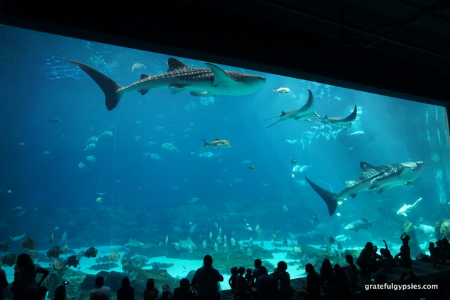 One of the best aquariums can be found in Atlanta.