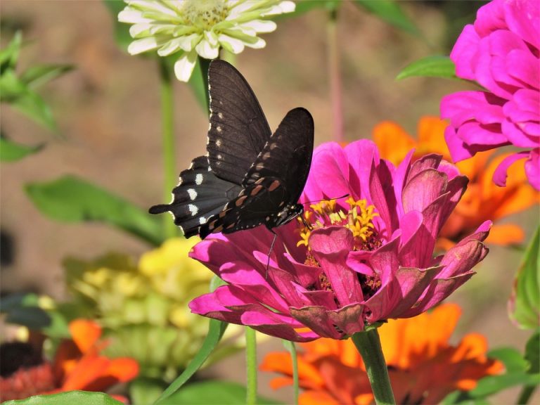 Le Papillon French Language Blog