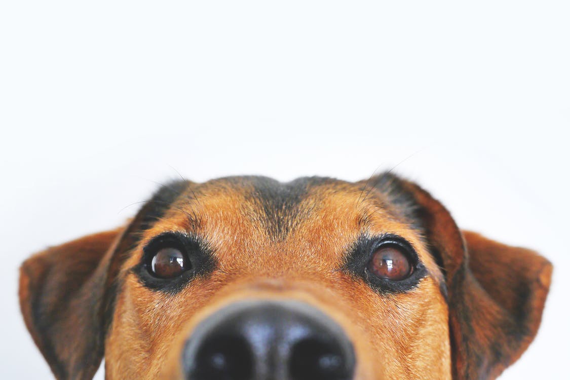 What Does a Dog Say in French? Come Learn the Animal Sounds! | French  Language Blog