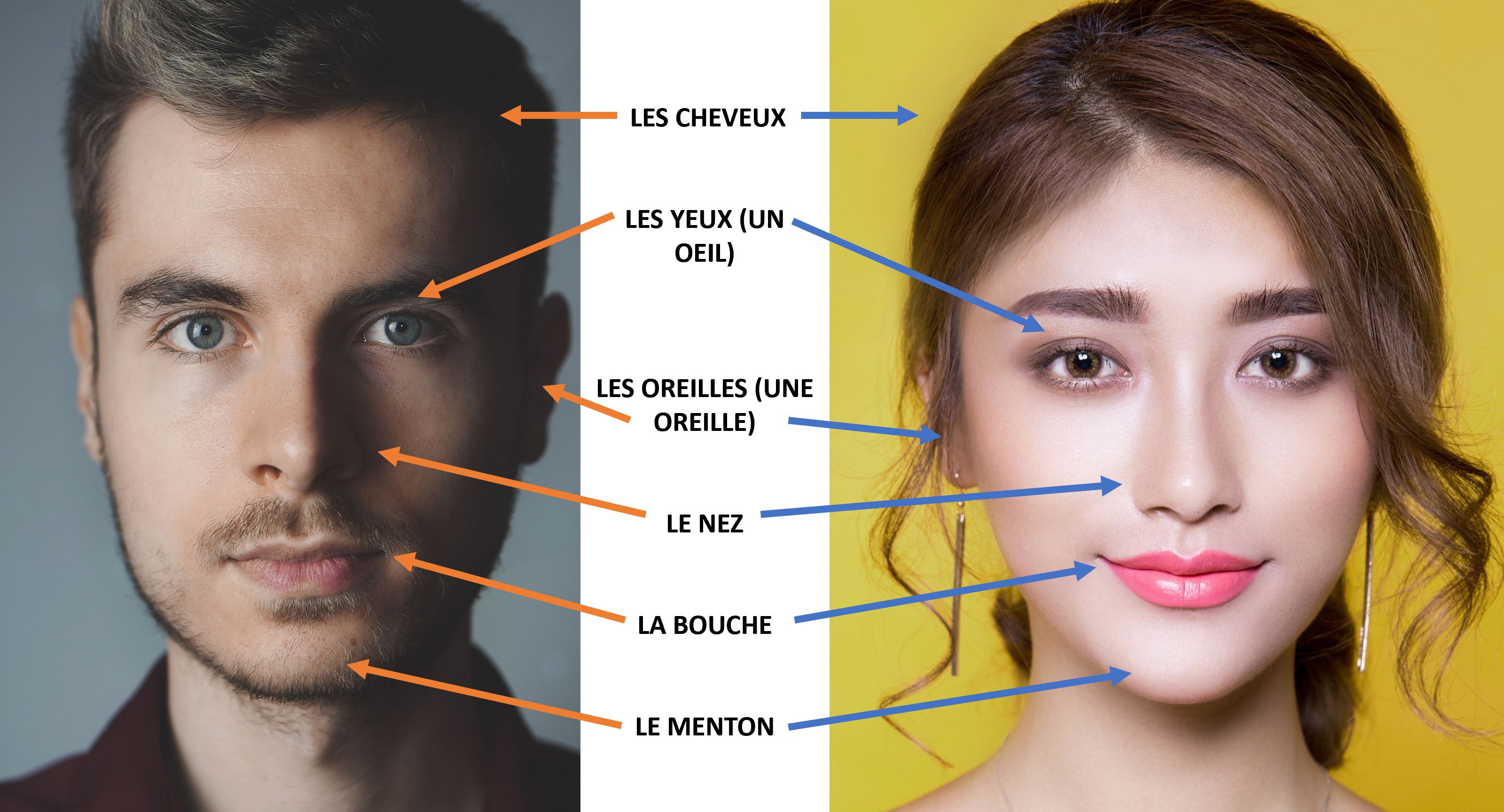 Useful Vocabulary The Head And Face French Language Blog