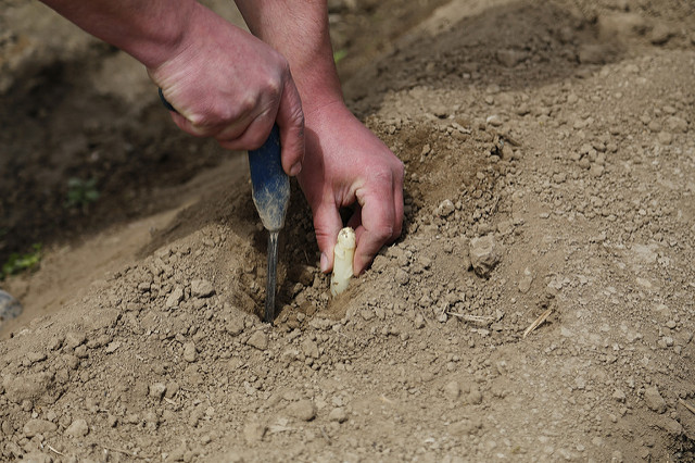 Germany's Famous Asparagus Season | German Language Blog