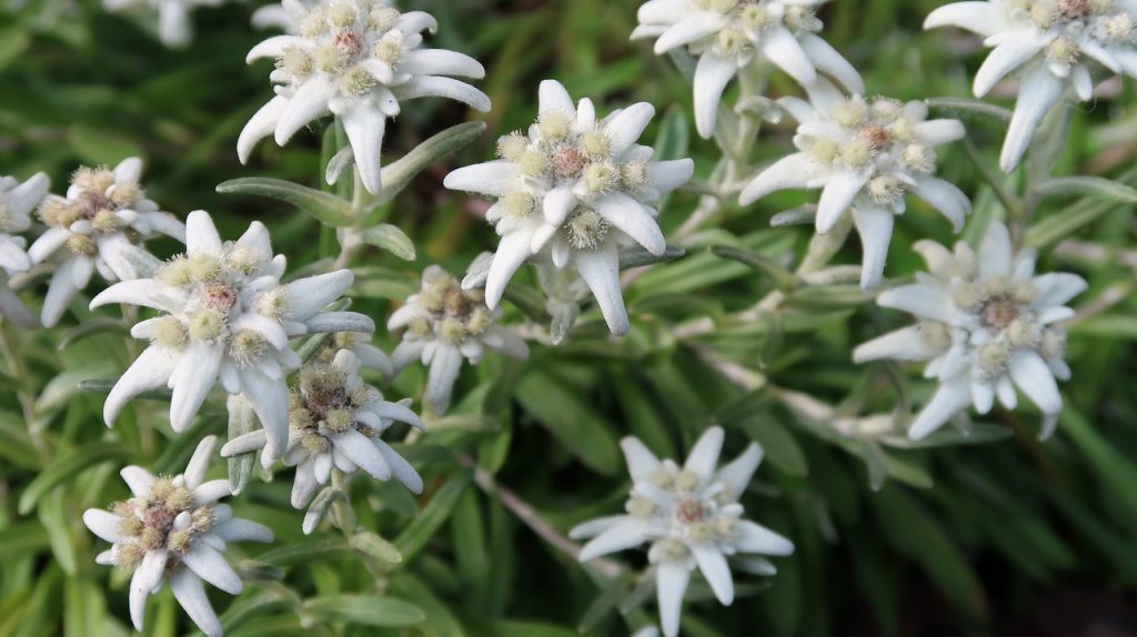 The Edelweiss And Its Meaning German