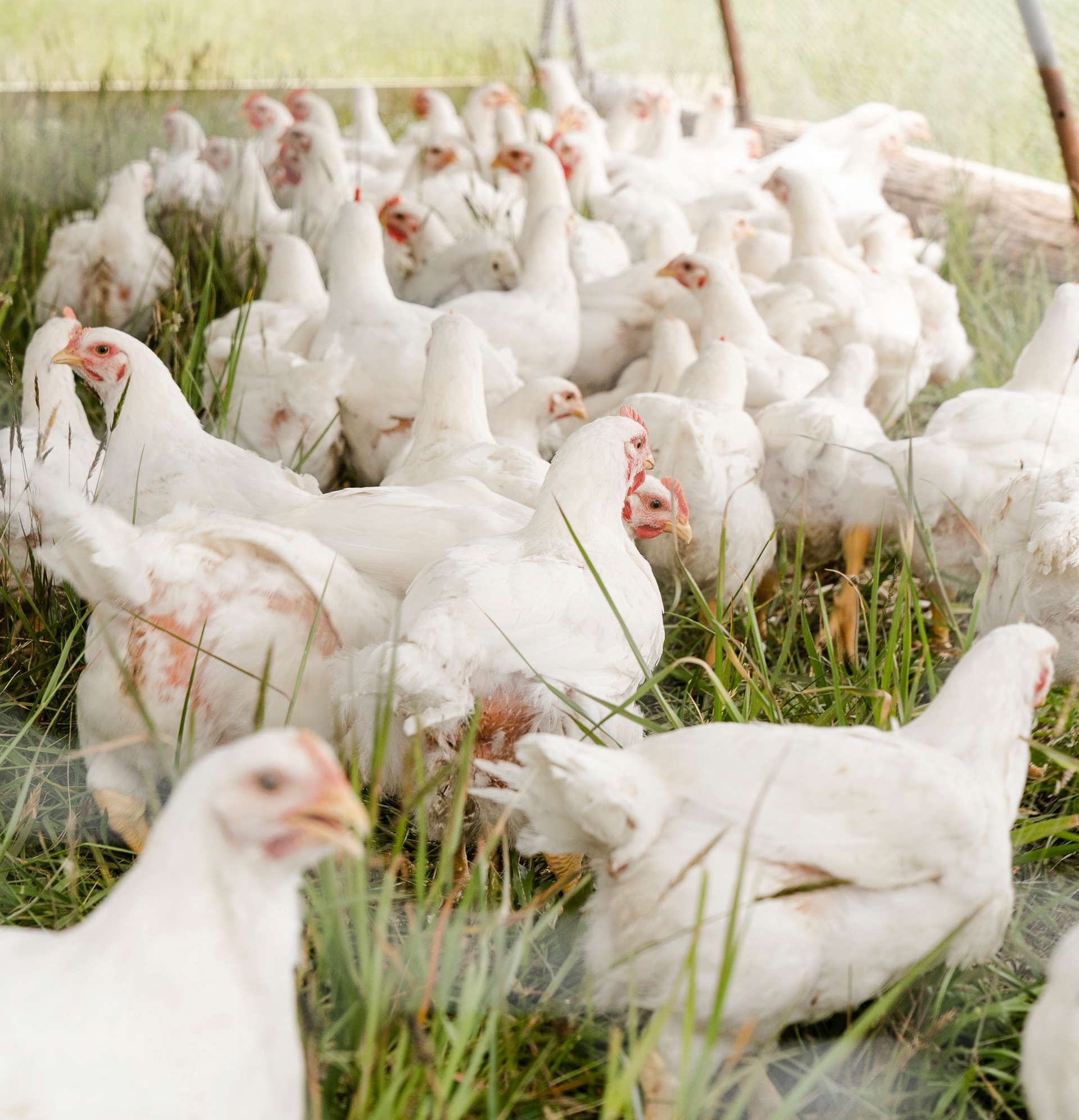 What’s the difference between the German Hähnchen and Hühnchen?