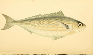 Boops boops fish (by BioDivLibrary on flickr.com)