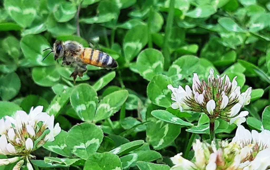 Honey, Bees and Hives in Hebrew Hebrew Language Blog