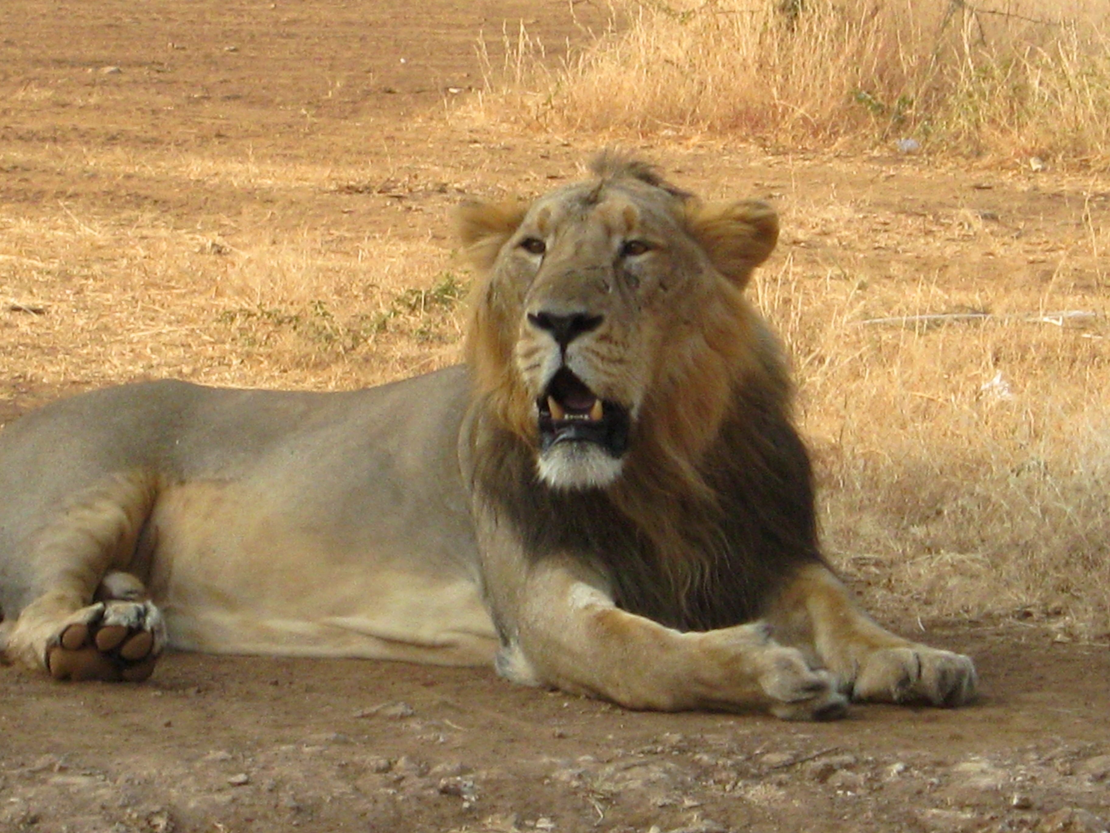 Lion in Gir National Park Wallpaper for Android, iPhone and iPad