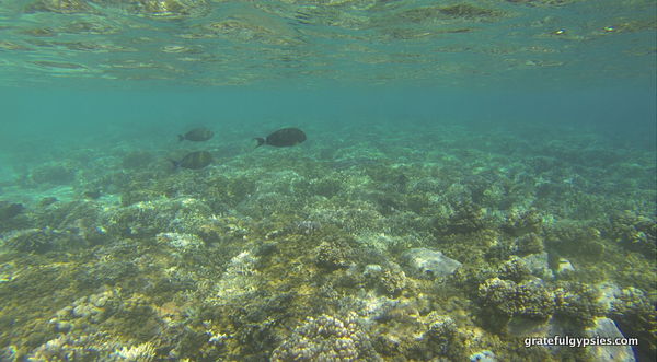 Snorkeling is one of many options in the water here.