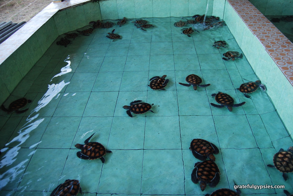 Gili Meno turtle sanctuary