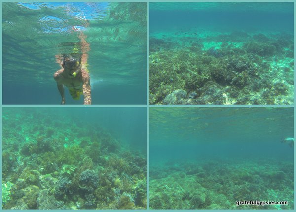 Maumere snorkeling
