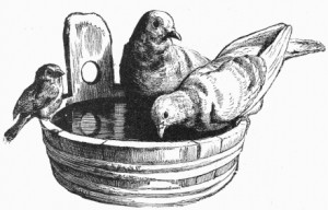 Pigeons in a Piggin! (for which the Irish is not quite so alliterative but is nevertheless informative: Colúir i Mornán. A 'mornán' or 'piggin' is a type of pail with an upright stave instead of a traditional handle. An bhfaca tú mornán riamh? 