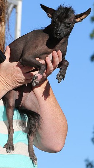 Madra sa chomórtas "World's Ugliest Dog" i gCalifornia i 2013. De réir cosúlachta, is 'Gioblach Síneach é (í ?) an madra seo. (By Don McCullough from Santa Rosa, CA, USA (Ugly?) [CC BY 2.0 (http://creativecommons.org/licenses/by/2.0)], via Wikimedia Commons)