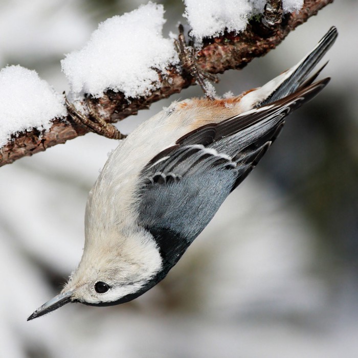 Given five Irish word elements, (bun, cionn, cnó, os, snag), how would you assemble them to indicate that this nuthatch is upside down? (Grafaic: By Mdf (Own work) [GFDL (http://www.gnu.org/copyleft/fdl.html) or CC-BY-SA-3.0 (http://creativecommons.org/licenses/by-sa/3.0/)], via Wikimedia Commons)