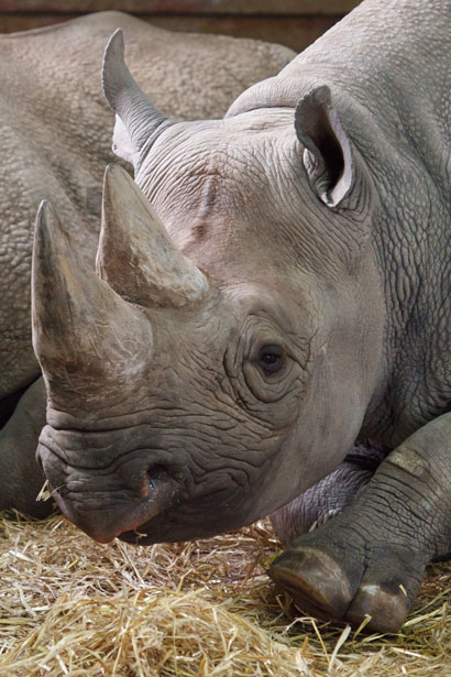 Ar mhiste leat cuimilt bhoilg a thabhairt dom? / Would you mind giving me a belly rub? (grianghraf le Petr Kratochvil ag http://www.publicdomainpictures.net/view-image.php?image=9836&picture=rhino-head)