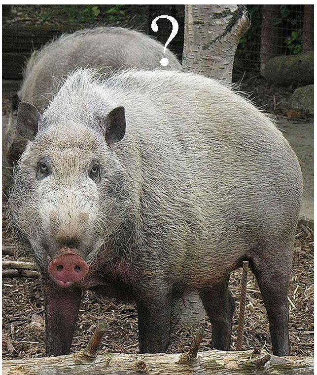 Ar mhaith leat a bheith ar muin na muice seo (Sus barbatus)? (grafaic: By Dick Culbert from Gibsons, B.C., Canada (Sus Barbatus, the Bornean Bearded Pig) [CC BY 2.0 (http://creativecommons.org/licenses/by/2.0)], via Wikimedia Commons; téacs, just an comhartha uaillbhreasa sa chás seo, le Róislín) 