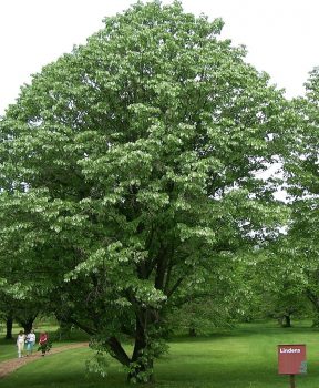 An faoi theile mar seo a scríobh Coleridge "This Lime-Tree Bower My Prison"? Wondering how this is a "lime" tree, if you're not Irish or British? Léigh leat le fáil amach! (grafaic: By Bruce Marlin [CC BY 3.0 (http://creativecommons.org/licenses/by/3.0)], via Wikimedia Commons)