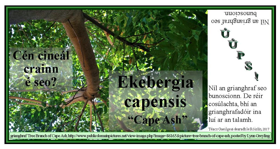 Tree Branch of Cape Ash, posted by Lynn Greyling; Téacs Gaeilge agus dearadh le Róislín, 2017