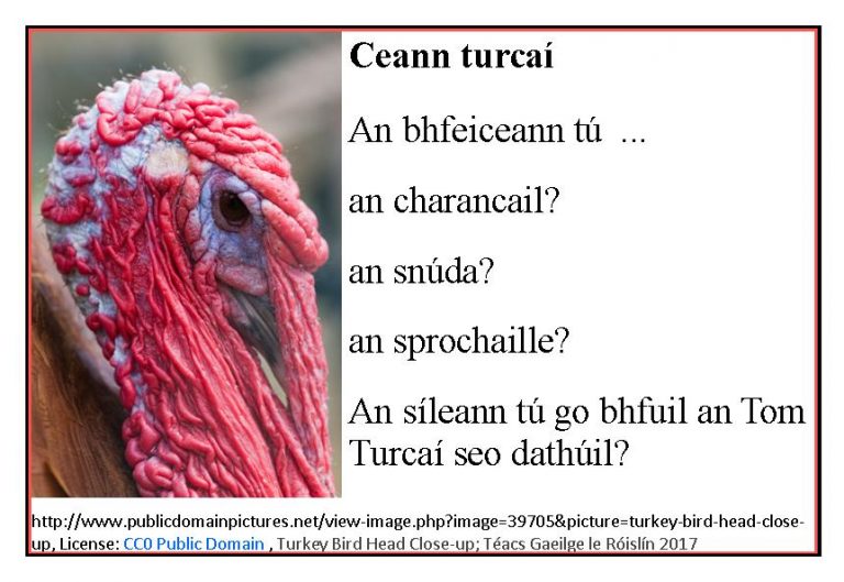 Téarmaí Turcaí (Turkey Terms in Irish) Wattles, Caruncles and Snoods