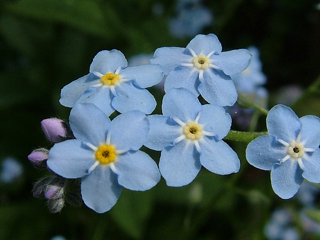 forget me nots 2