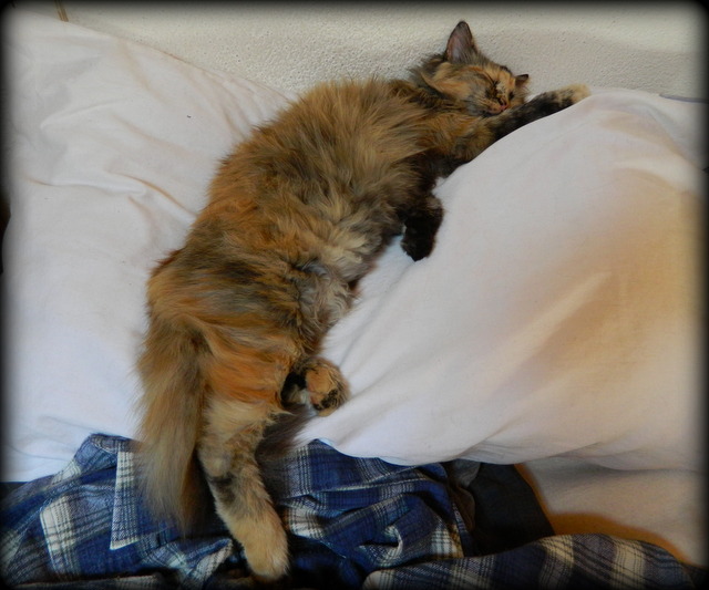 Ambra takes a cat nap on Geoff's favourite pillow.