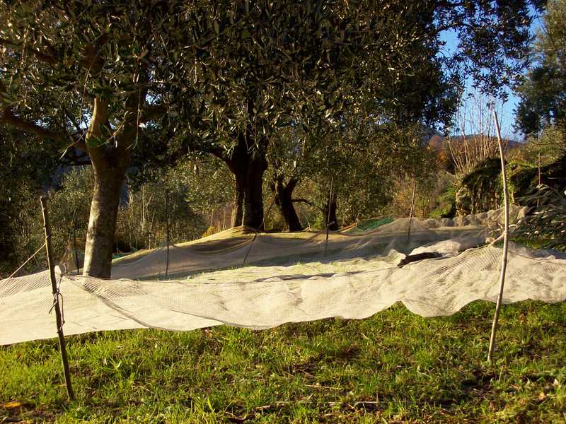 Nets spread beneath olive trees (not ours) ready from the harvest. Photo by Geoff Chamberlain