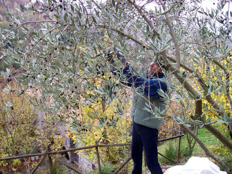 Geoff harvesting olives by hand. Photo by Serena