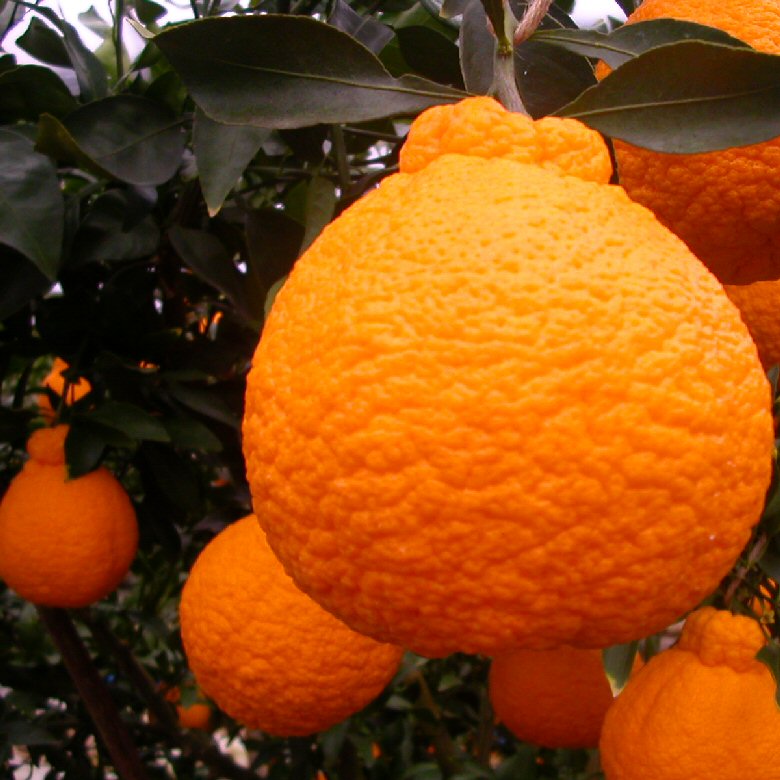 Japanese Citrus Fruits Japanese Language Blog