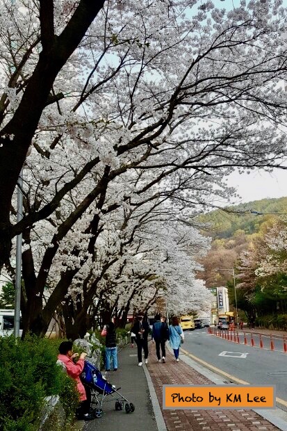 Spring season in korea