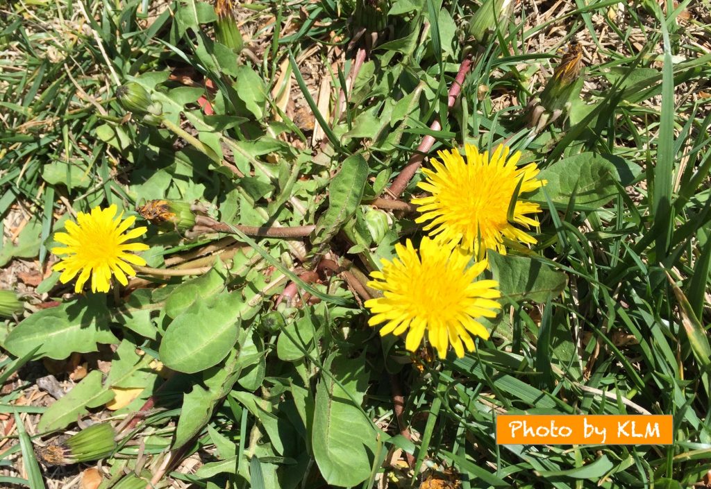 Flower Names in Korean Korean Language Blog