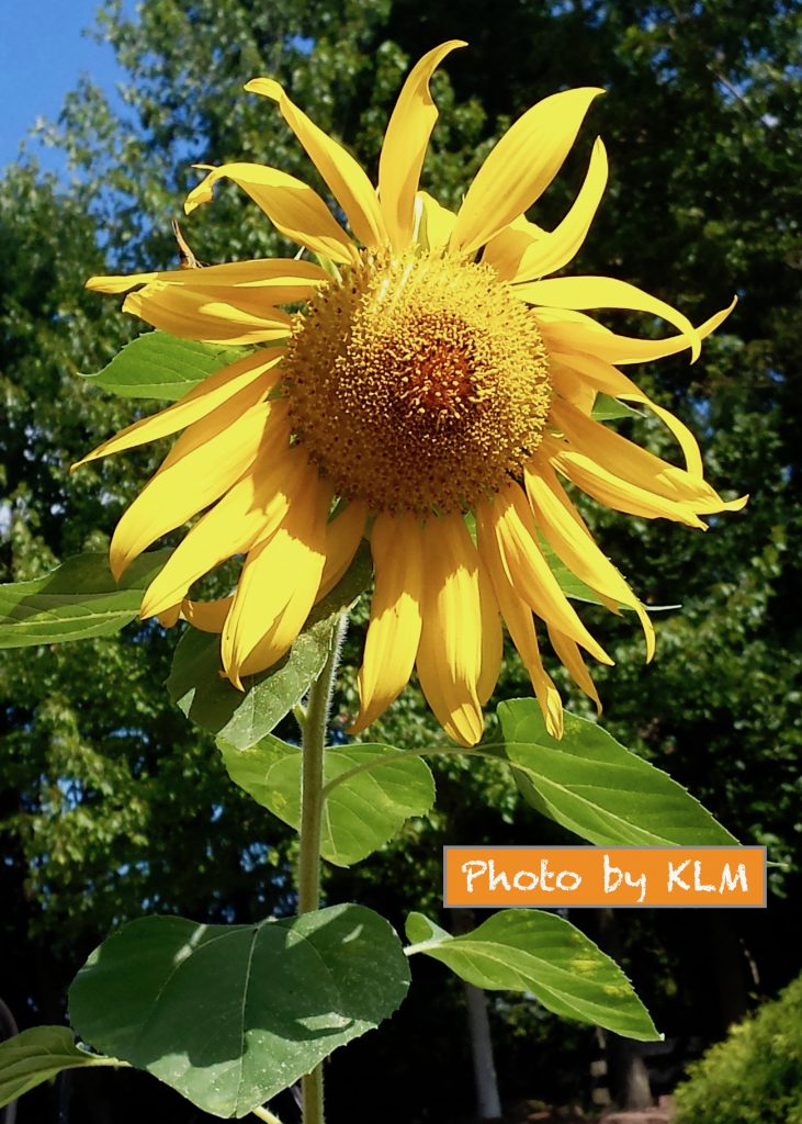 Name Of Flower In Korean