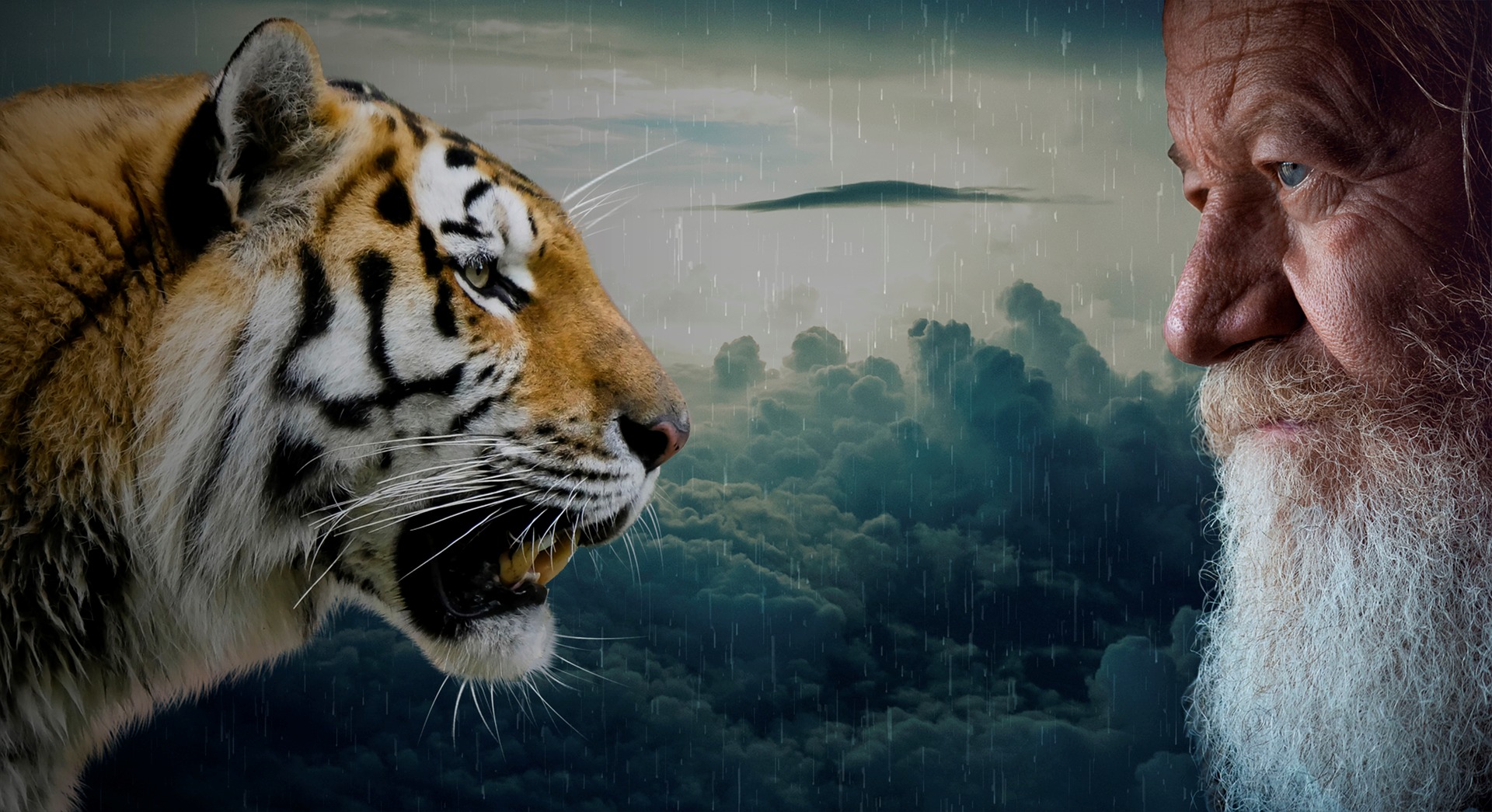 Большой мудрый зверь. Тигр мудрость. Умный тигр. Человек и животное. Разум у животных.